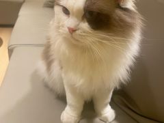 -猫腻·猫咖·撸猫馆(星光大道店)