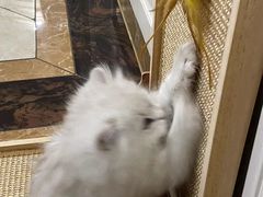 -欣宠猫屋·矮脚拿破仑·蓝金金渐层