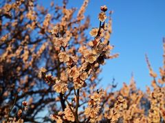 -梅花山(明孝陵内)
