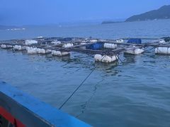 -罗源湾8号渔排