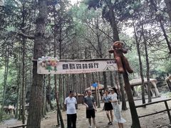-重庆睡佛山森林公园