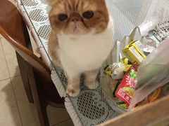 -爱侣宠医·鹦鹉专科·小型哺乳类·异宠专科(灵石路店)