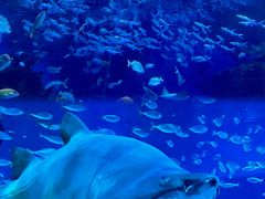 -海合安成都极地海洋公园