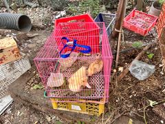 -马陆小张葡萄园农家乐