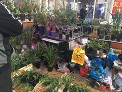 -万商花鸟市场