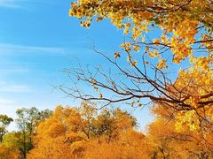 -金塔沙漠胡杨林景区