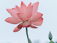 -厦门园林博览苑