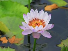 -国家植物园