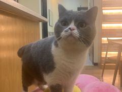 -滚猫咖啡·猫咖·猫友好撸猫(未来城店)