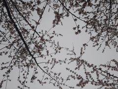 -桃花堤公园