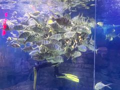 -烟台海昌鲸鲨海洋公园