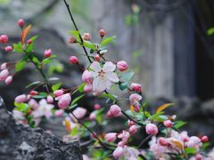 -留园
