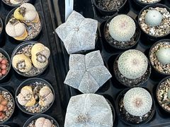 -瑞虹新天地月亮湾