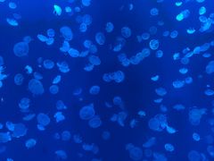 -江和美海洋公园