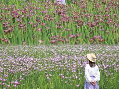 -上海长兴岛郊野公园