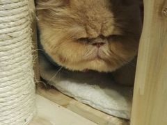 -小时光咖啡馆(开森度假森林店)
