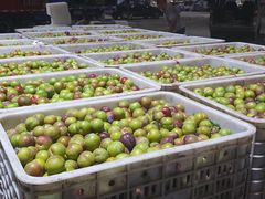 -菜园坝水果市场