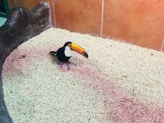 -萌宠奇缘