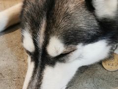 -more than meow吴止猫主题餐厅(承德 中船汇店)