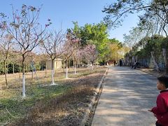 -天适樱花悠乐园