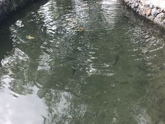 -可心烤鱼