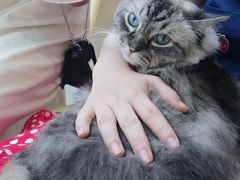 -怪兽屋·羊驼·猫咖·狗咖(俊华广场店)