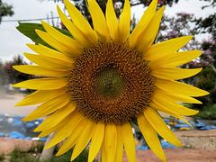 -武汉紫薇都市田园