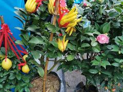 -重庆市江北嘴中央商务区中央公园