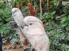 -南宫五洲植物乐园