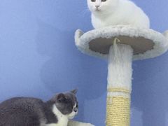 -喵的天空名猫咖啡馆·撸猫·猫舍·用品