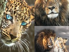 -罗红摄影艺术馆