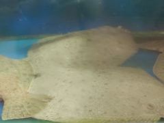 -北方饺子王·海肠捞饭·海鲜锅(山大店)