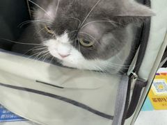 -安安宠医宠物医院·异宠·犬猫内科(岳阳分院)