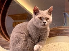 -more than meow吴止猫主题餐厅(承德 中船汇店)