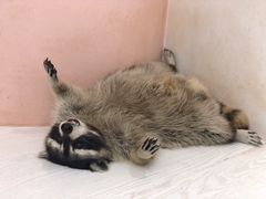 -浣熊柯尔鸭土拨鼠·电玩咖