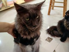 -平行世界·猫咖(首经贸店)