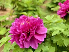 -合肥三国新城遗址公园