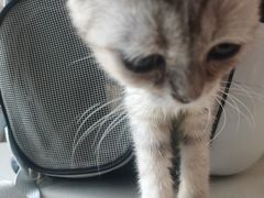 -瑞派长江宠物医院·猫科·外科·24小时夜护(谊城公寓分院)