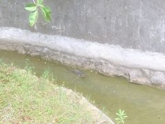 -野象谷景区