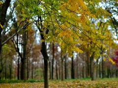 -贡湖湾湿地公园