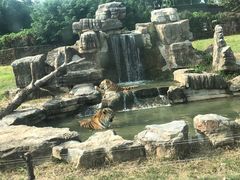 -上海野生动物园
