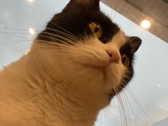 -有喵·猫咖·狗咖·30几只猫10只小狗(岗厦店)