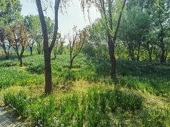 -东郊湿地公园