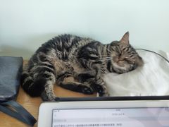 -这儿没有猫·猫咖萌宠馆·撸猫