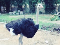 -清迈夜间动物园