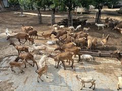 -石家庄市动物园