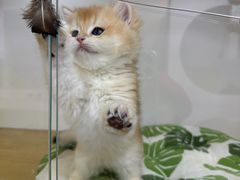 -青奢宠物·青奢猫舍