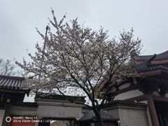 -南翔古镇