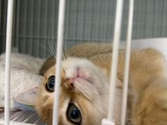 -翊宠yipet猫狗购宠庄园犬舍•猫舍