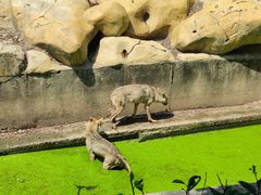 -常州淹城野生动物世界
